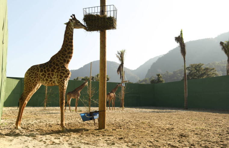 Maus-tratos e sofrimento: morre quarta girafa do BioParque no Rio