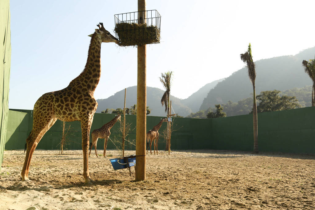 Maus-tratos e sofrimento: morre quarta girafa do BioParque no Rio