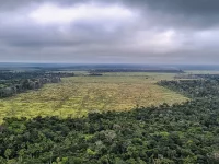 Desmatamento na Amazônia despenca brutalmente em janeiro