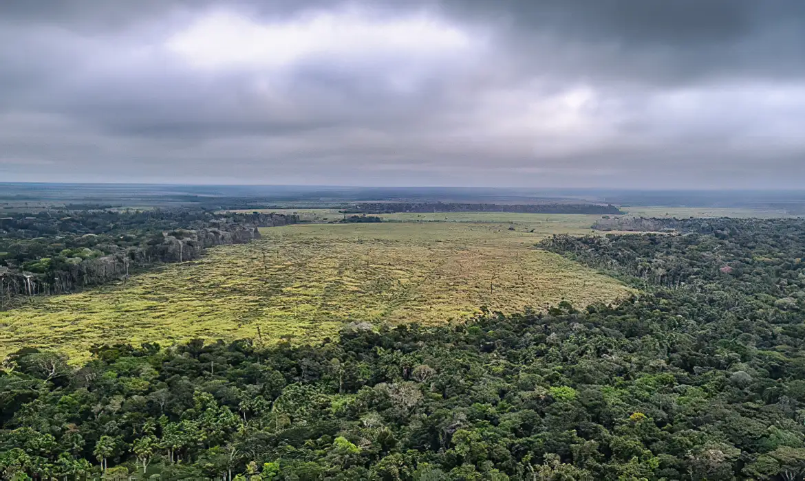 Desmatamento na Amazônia despenca brutalmente em janeiro