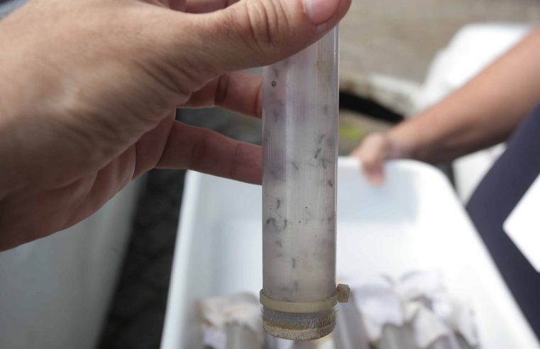 Niterói mantém casos de dengue sob controle com método inovador e 100% científico