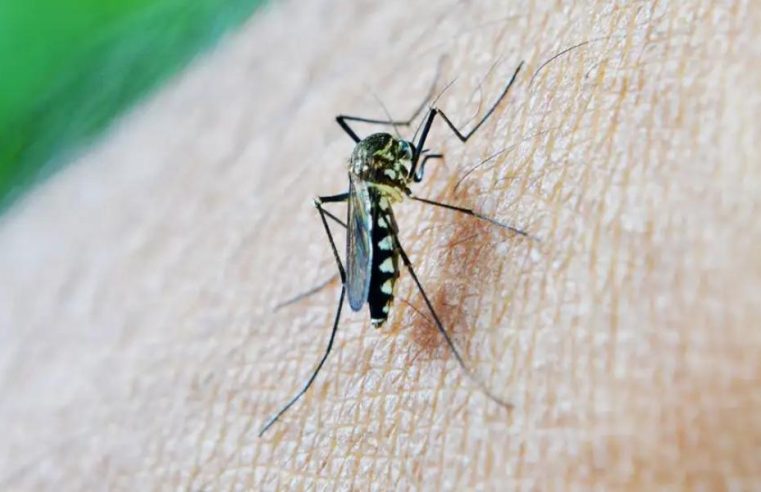 Governo do Rio de Janeiro declara fim da epidemia de dengue no estado