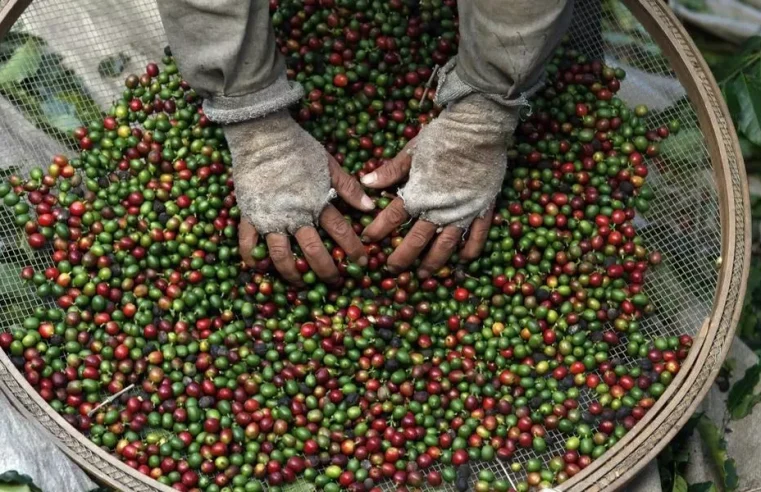 Ministério da Agricultura recolhe lotes de Café impróprio para consumo