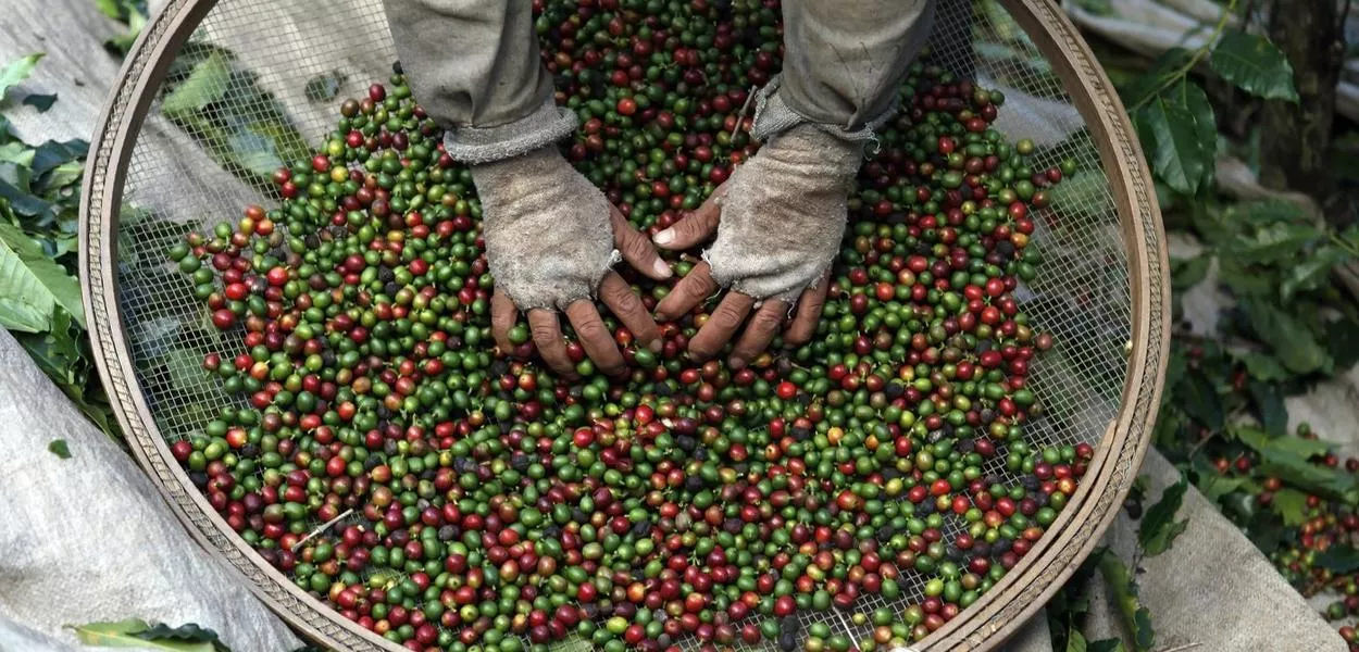 Ministério da Agricultura recolhe lotes de Café impróprio para consumo