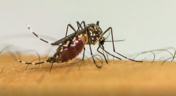 Dengue cresce no Rio e traz de volta ameaça do sorotipo 3